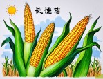 2025年强硕68玉米种子