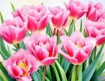 粉郁金香的花语是什么