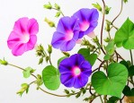关于描写牵牛花的作文