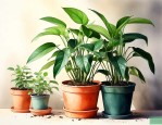 室内盆栽植物净化空气