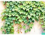 爬山虎是动物还是植物