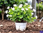2025年栀子花断根能活吗