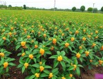 桂花苗圃基地联系方式
