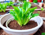 2025年生菜种子怎样催芽