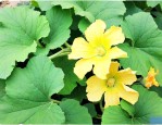 窝瓜花有什么营养价值