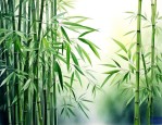 叶子像竹子一样的植物