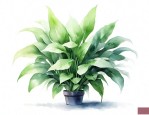 吸甲醛绿植有哪些