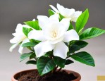 黄泥土养的栀子花怎样换盆