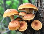 松树桑黄的作用和吃法
