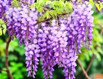 紫藤花不开花是怎么回事