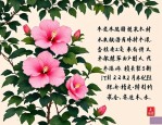 2025年木槿花的诗词名句