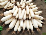 藕种苗价格多少钱一斤