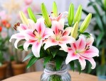 花店买回的百合怎么养