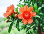 石榴花不结果怎么回事