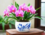 磷酸二氢钾养兰花用法