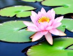 水莲花怎么养才能开花