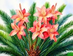 铁树开花了是什么意思