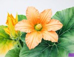 南瓜花哪个部位不能吃