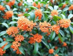 10公分桂花价格多少