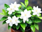 茉莉养殖方法需要注意
