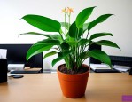 办公室养什么植物招财