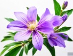 黄芩的花是什么样子的