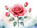 泡泡玫瑰可以做干花吗