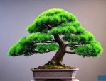 造型罗汉松价格是多少