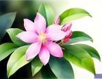 球兰的花蕾长什么样子