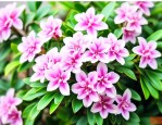 瑞香花的正确养殖方法