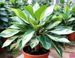 花叶熊掌木的种植方法
