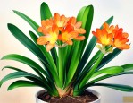 君子兰开花时怎样护理