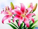 种百合花需要注意哪几点