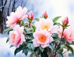 冰灯玉露的花语和传说