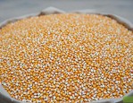 鑫丰盛9909玉米种子