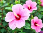大花芙蓉葵冬天怎么办