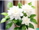 茉莉花适合在屋里养吗