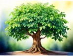 怎样能让幸福树叶子茂盛