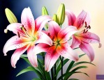 百合花一共有几种颜色