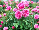 平阴玫瑰花多少钱一斤