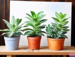 家里放多肉植物吉利吗