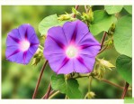 牵牛花有什么意义或象征