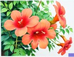 凌霄花价格多少钱一斤