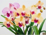 兰花枯萎的花怎么处理
