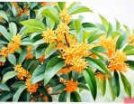桂花花价格多少钱一斤