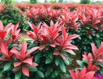 红叶石楠的种植和养护