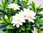 栀子花怎么扦插成活率高
