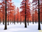 红雪松价格多少钱一方