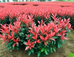 10公分红叶石楠价格