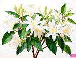 金银花可以插枝种植吗